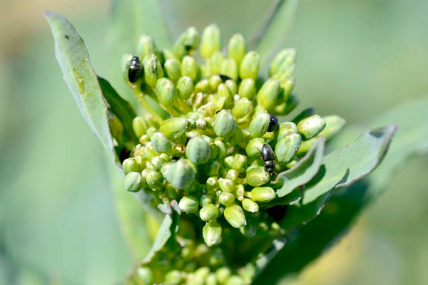 MultipartFile resource [file_data]