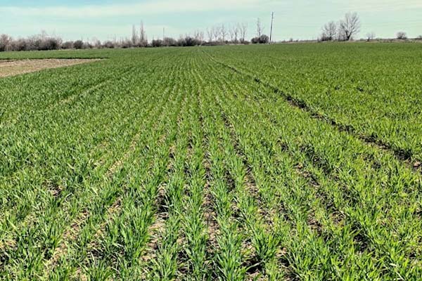 MultipartFile resource [file_data]