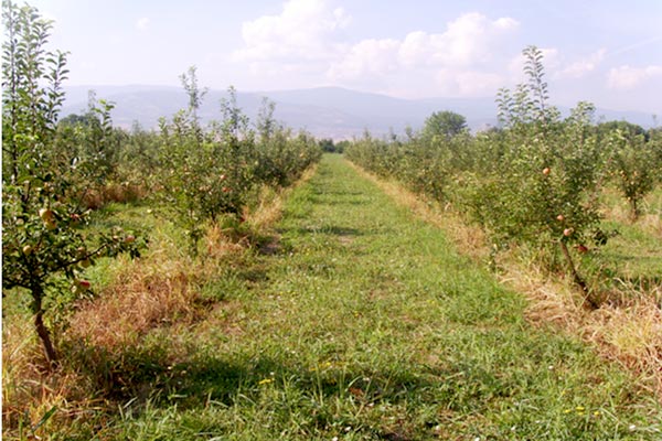 MultipartFile resource [file_data]