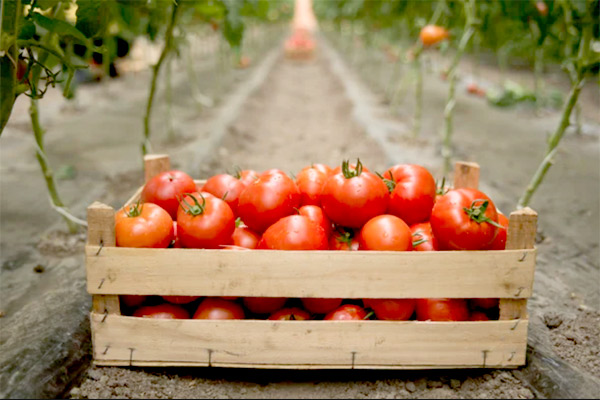 MultipartFile resource [file_data]