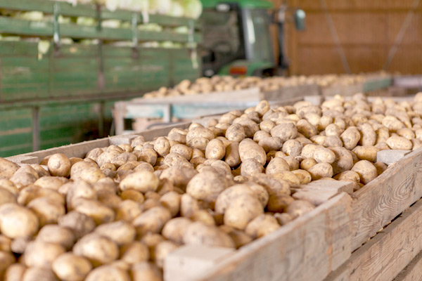 MultipartFile resource [file_data]