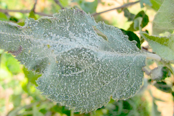 MultipartFile resource [file_data]