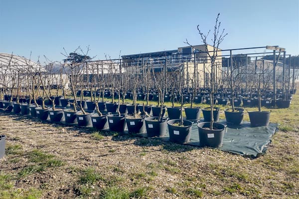 MultipartFile resource [file_data]