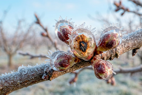 MultipartFile resource [file_data]