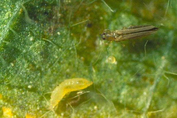 Западен цветов (Калифорнийски) трипс Franklinella occidentalis 