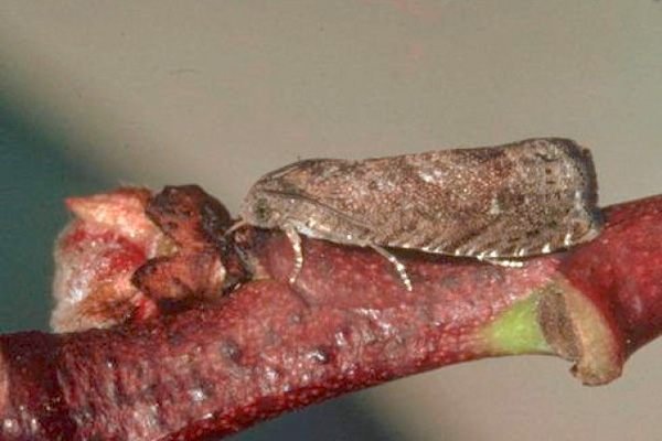 MultipartFile resource [file_data]