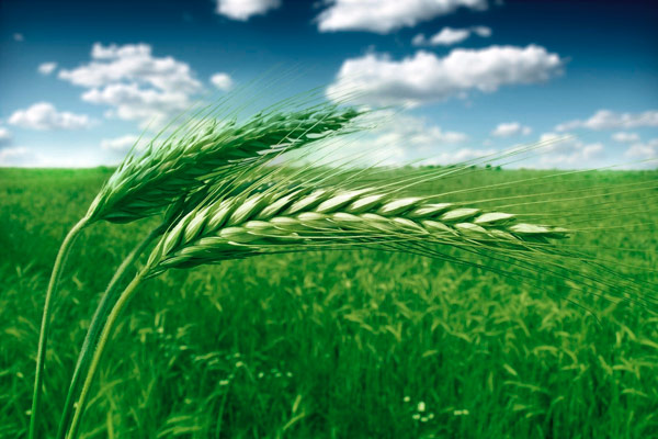 Българските сортове пшеница, резултат на родната селекция, в момента са подложени на сериозна инвазия от страна на вносните