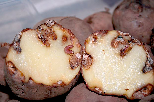 MultipartFile resource [file_data]