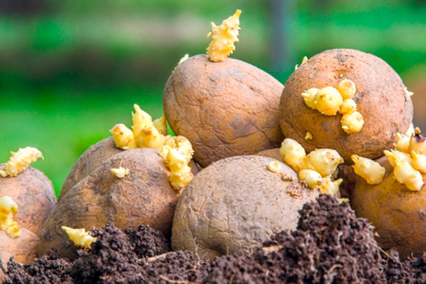 MultipartFile resource [file_data]