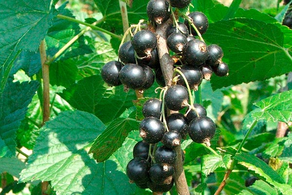 касис