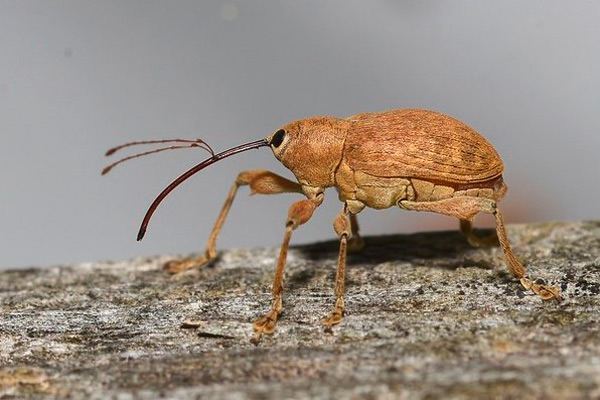 MultipartFile resource [file_data]