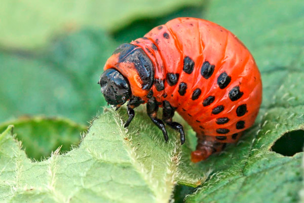 Колорадски бръмбар (Leptinotarsa decemlineata). 