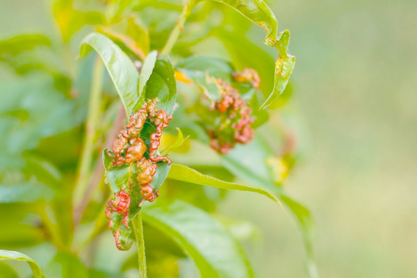 MultipartFile resource [file_data]