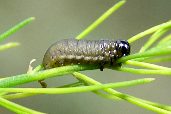 MultipartFile resource [file_data]