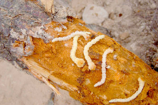 MultipartFile resource [file_data]