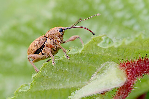 MultipartFile resource [file_data]