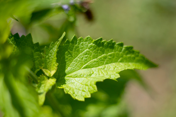 MultipartFile resource [file_data]