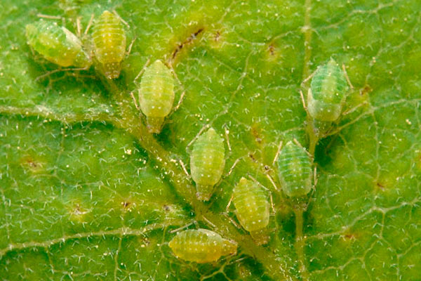 Листните въшки освен пряка вреда върху растенията пренасят и някои опасни вируси