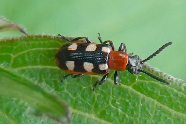 MultipartFile resource [file_data]