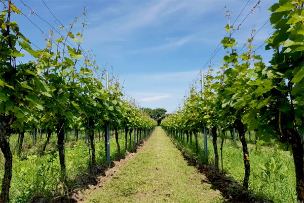 MultipartFile resource [file_data]