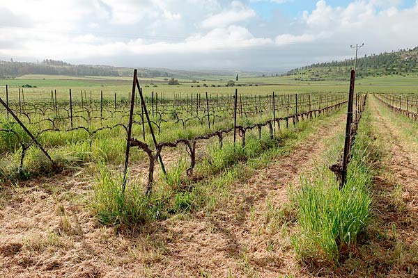 MultipartFile resource [file_data]