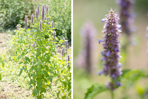 MultipartFile resource [file_data]