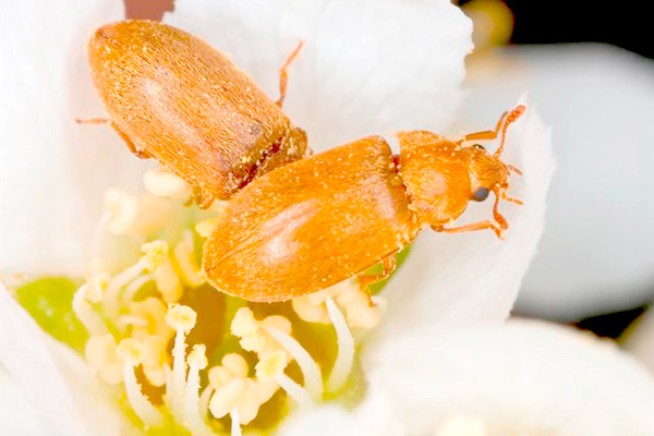 MultipartFile resource [file_data]