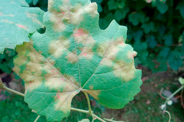 MultipartFile resource [file_data]