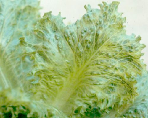 MultipartFile resource [file_data]