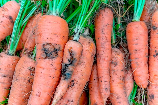 MultipartFile resource [file_data]