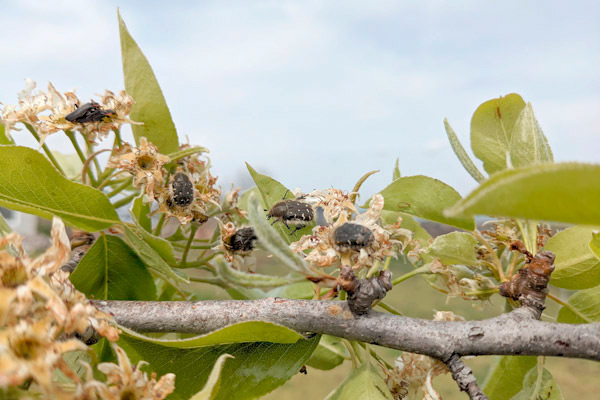 MultipartFile resource [file_data]