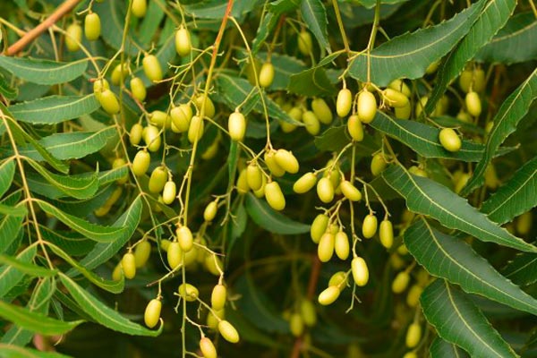 Плодове на индийското дърво Ним