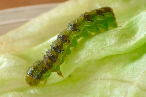 MultipartFile resource [file_data]