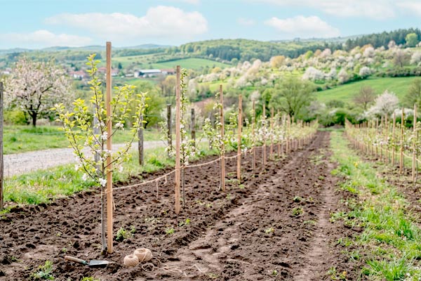 MultipartFile resource [file_data]