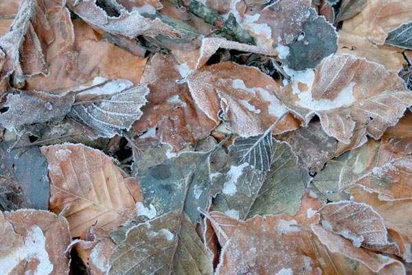 MultipartFile resource [file_data]