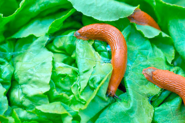 MultipartFile resource [file_data]