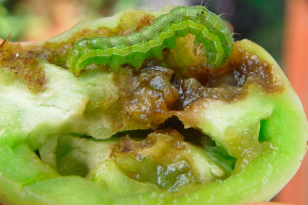 Памукова нощенка (Helicoverpa armigera)