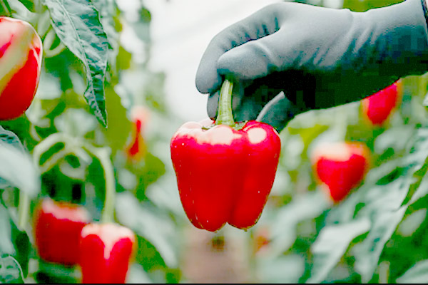 MultipartFile resource [file_data]