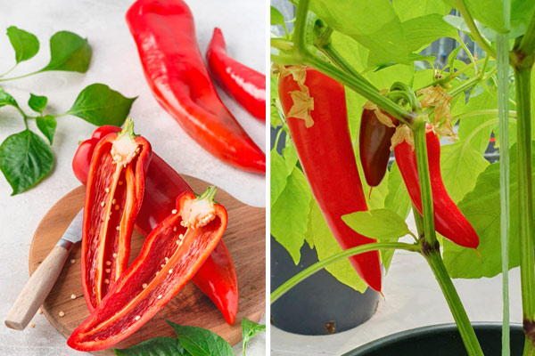 MultipartFile resource [file_data]