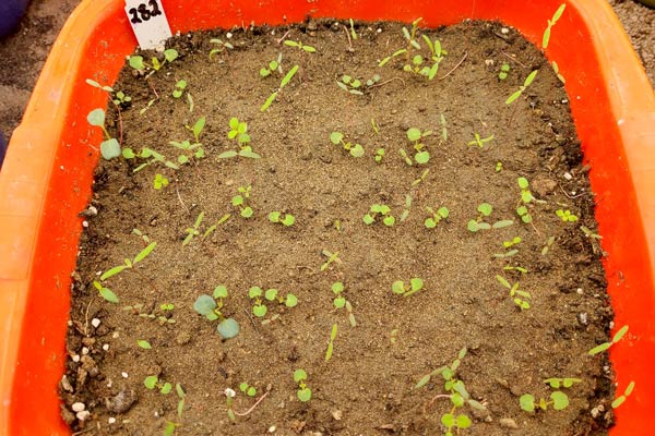 MultipartFile resource [file_data]