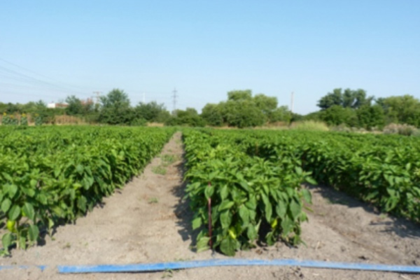 MultipartFile resource [file_data]