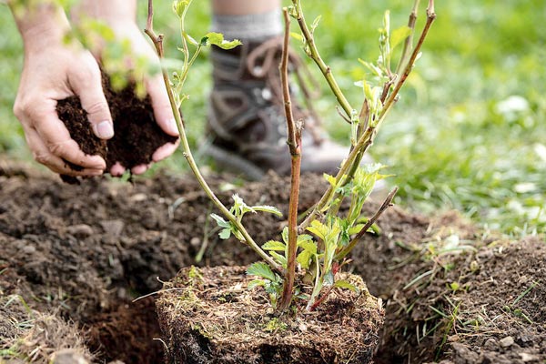 MultipartFile resource [file_data]