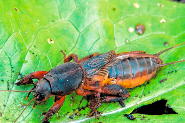 MultipartFile resource [file_data]