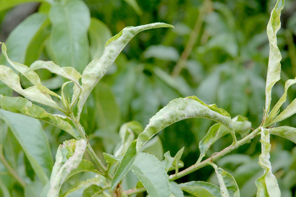 MultipartFile resource [file_data]