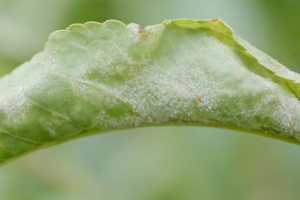 MultipartFile resource [file_data]