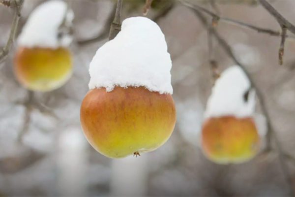 MultipartFile resource [file_data]