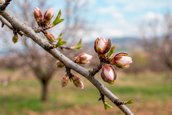 MultipartFile resource [file_data]