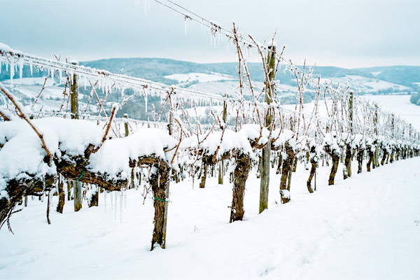 MultipartFile resource [file_data]