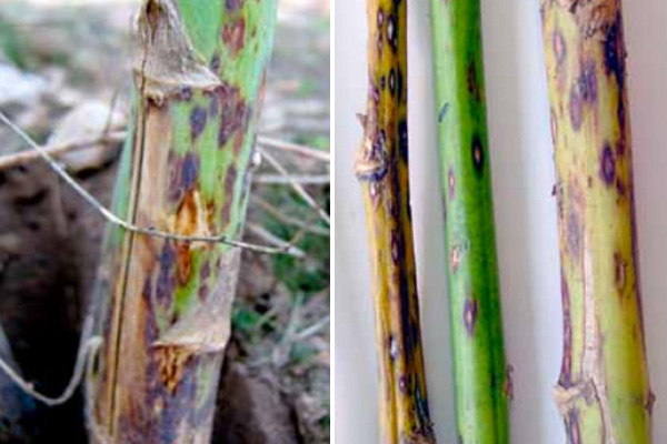 MultipartFile resource [file_data]