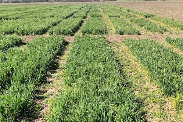 MultipartFile resource [file_data]